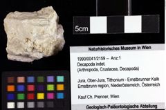 Foto (Objket + Etiketten) von Decapoda indet. 